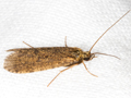 Holocentropus dubius